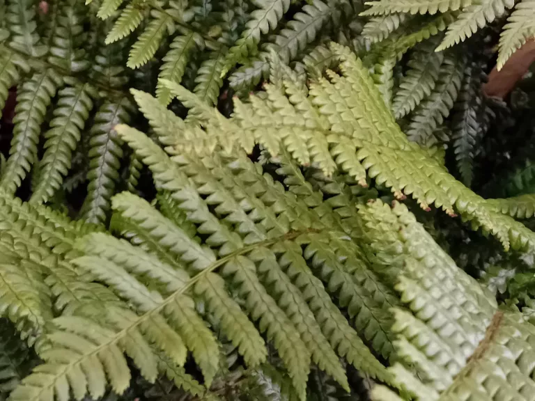 Dryopteris affinis