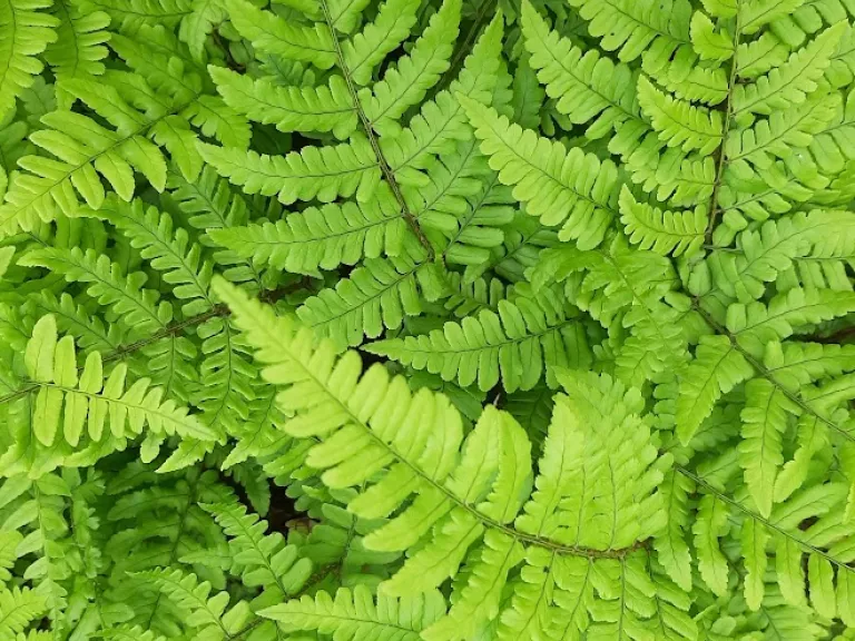 Dryopteris championi