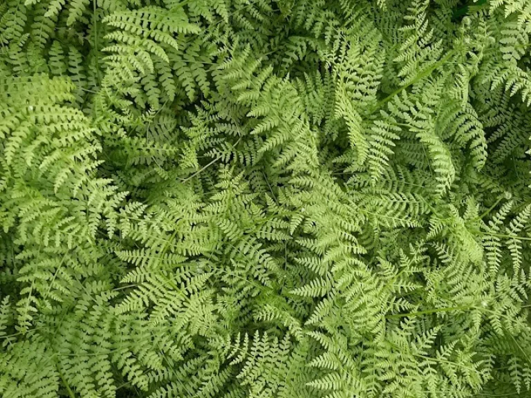 Onoclea sensibilis