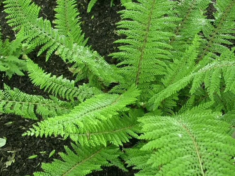 Polystichum setiferum 'Herrenhausen'