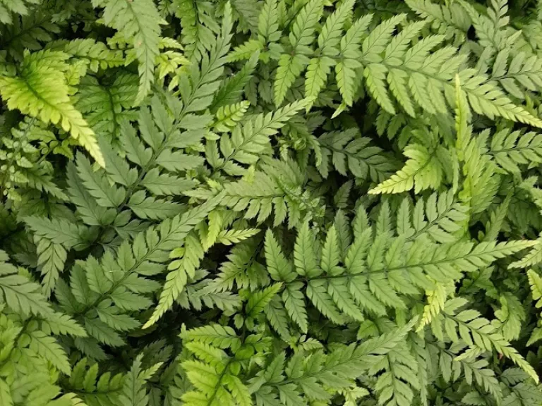 Polystichum tsus-simense