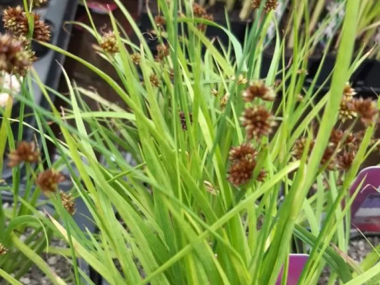 Juncus ensifolius