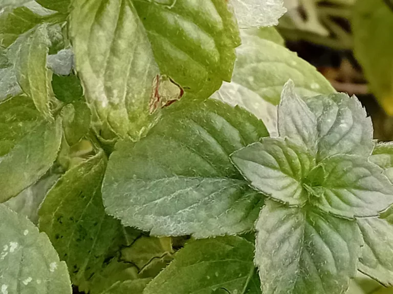 Mentha aquatica