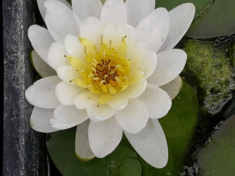 Nymphaea marliacea 'Albida'