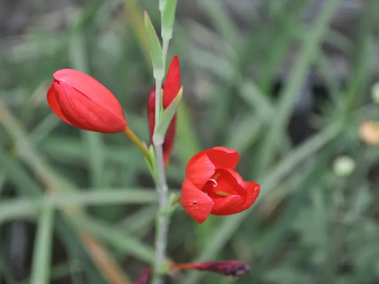 Schizostylis coccinea 'Major'