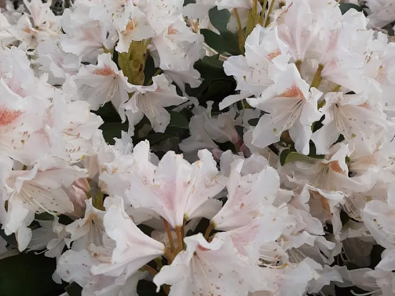 Rhododendron hybride 'Cunningham White' 