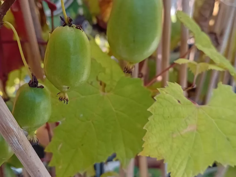 Actinidia arguta 'issai'