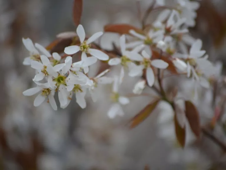 Amelanchier lamarckii