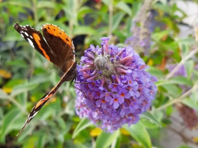 Buddleja davidii 'Lochinch'