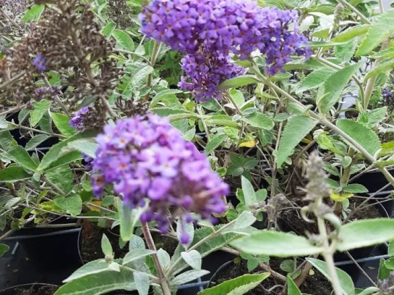 Buddleja d. Free Petite (R) 'Blue Heaven'