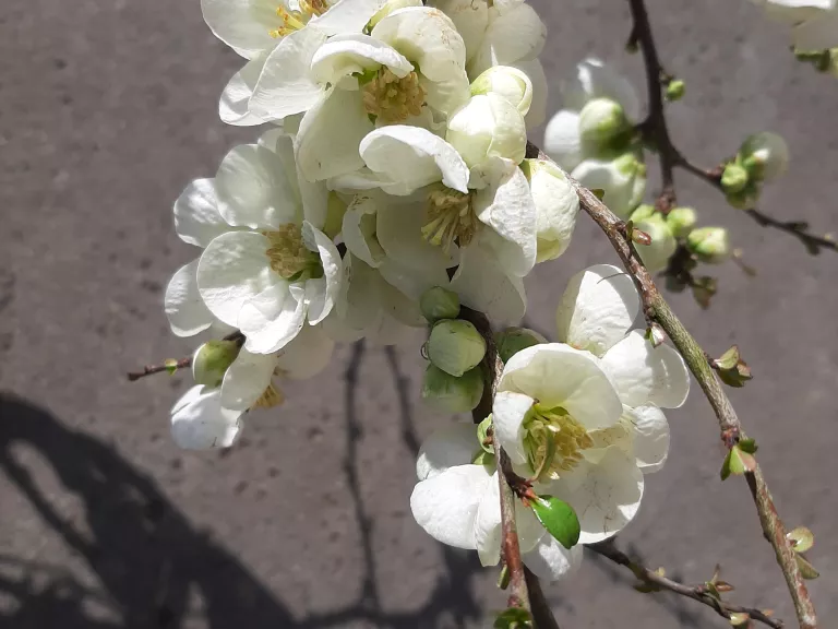 Chaenomeles sup. 'Jet Trail'