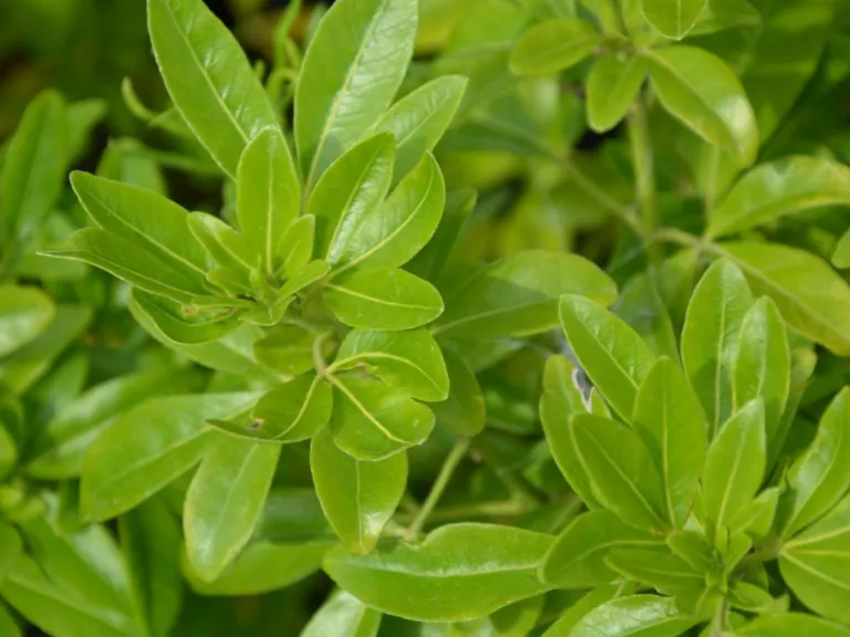 Choisya ternata