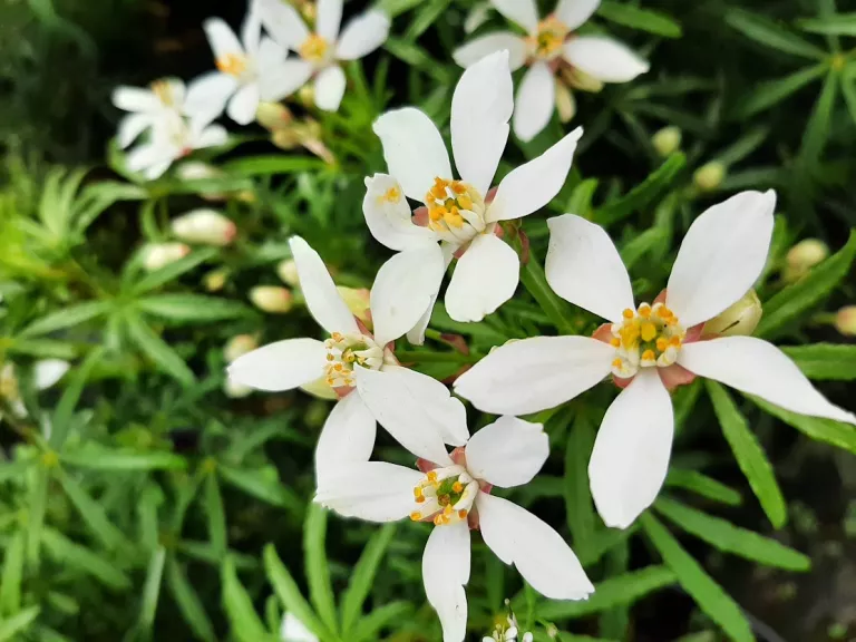 Choisya ternata 'White Dazzler'