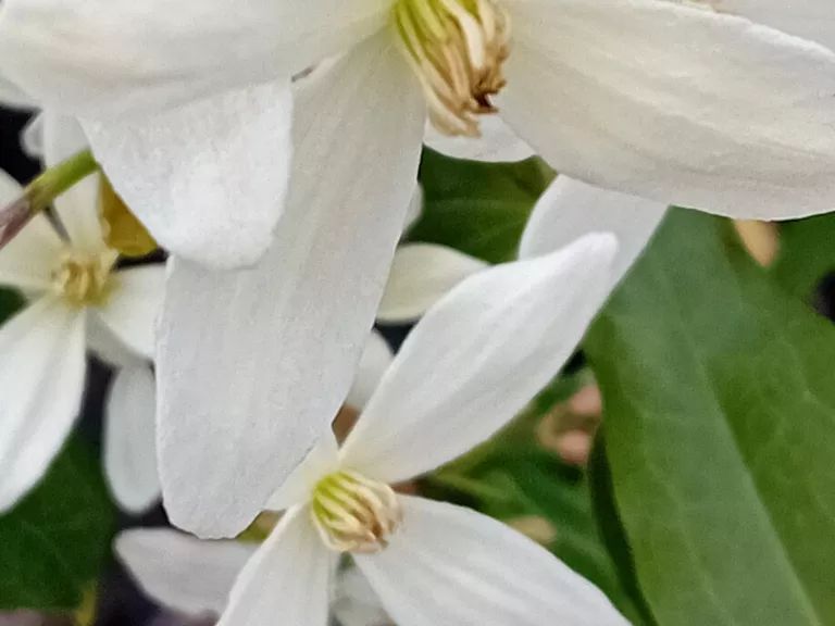 Clematis armandii
