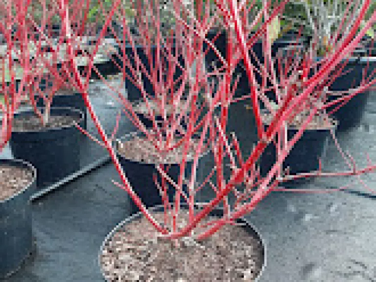 Cornus alba 'Sibirica'