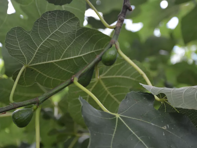 Ficus carica