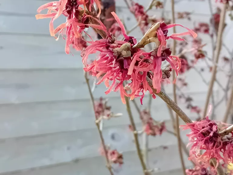 Hamamelis intermedia 'Diane'