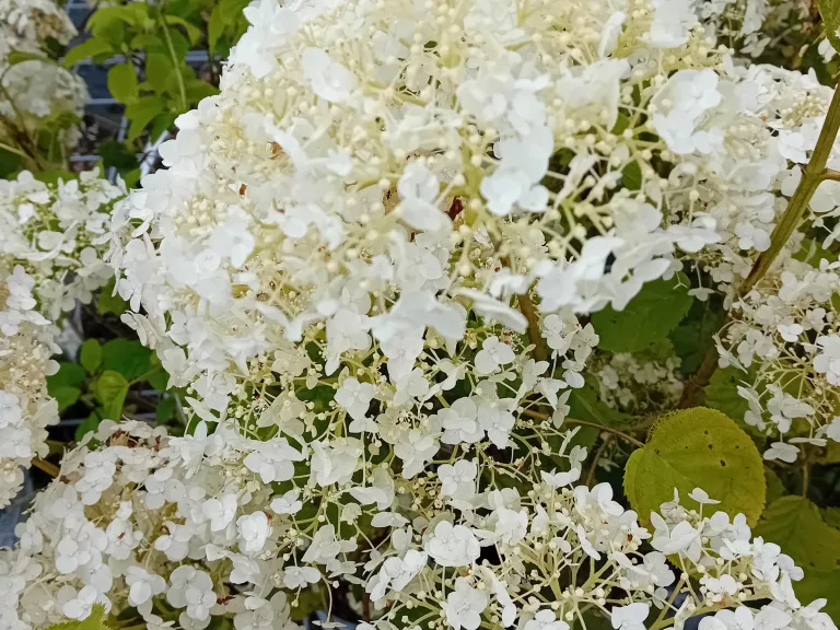 Hydrangea arb. 'Strong Annabelle' ®