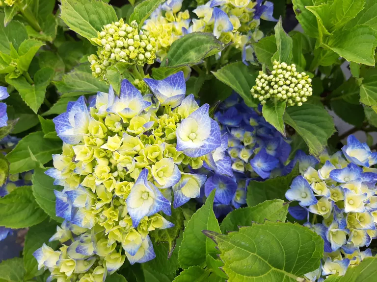 Hydrangea mac. 'Blaumeise'