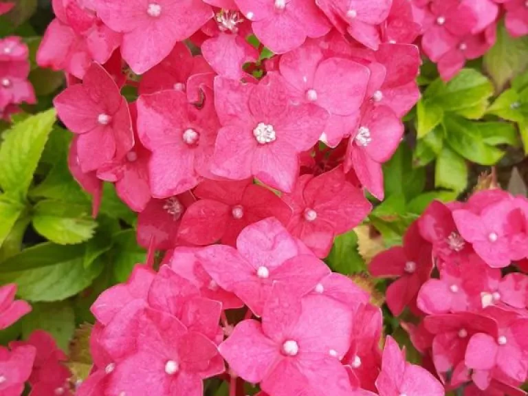 Hydrangea macrophylla 'Freudenstein'