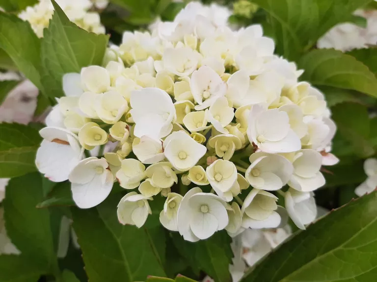 Hydrangea mac. 'Mme. E. Mouillère'