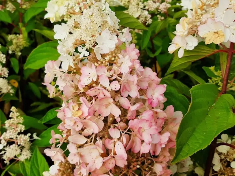 Hydrangea paniculata 'Pinky Winky'