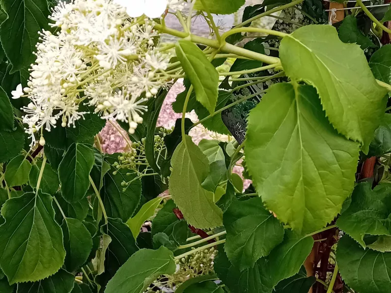Hydrangea petiolaris