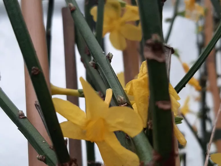 Jasminum nudiflorum