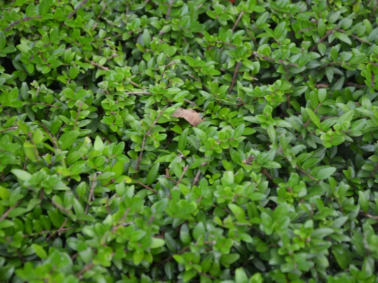 Lonicera nitida 'Elegant'