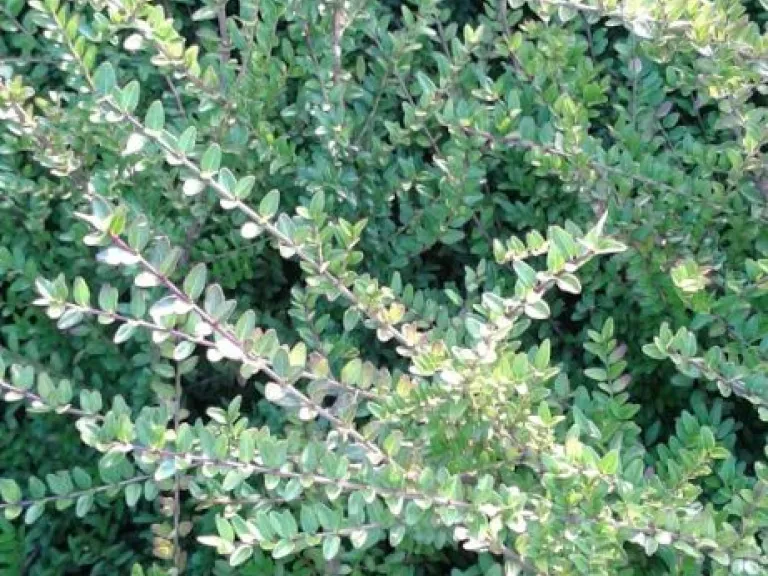 Lonicera nitida 'Maigrun'