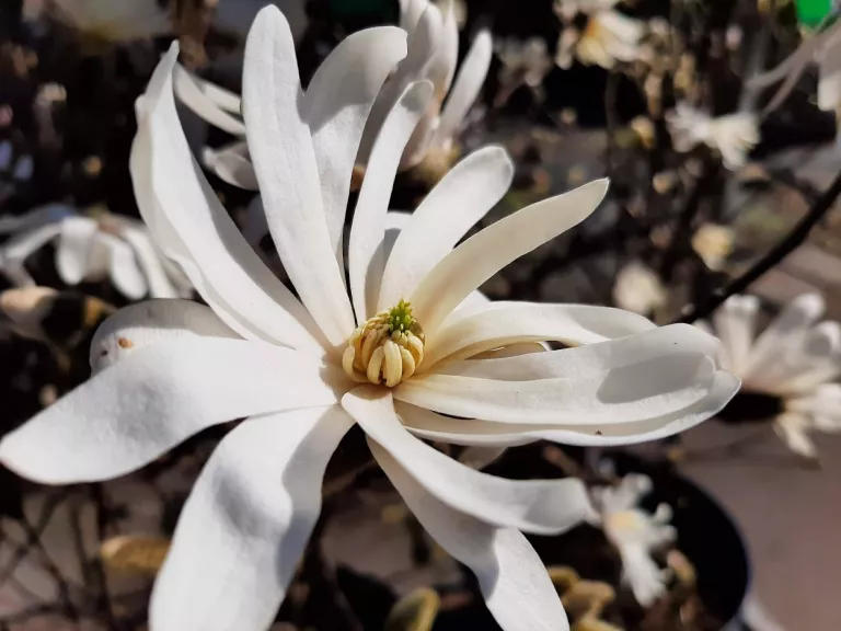 Magnolia stellata