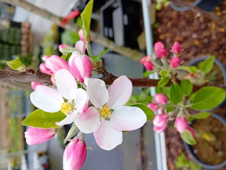 Malus domestica 'James Grieve'