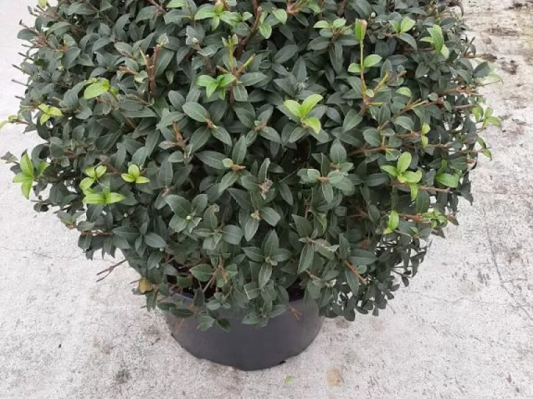 Osmanthus burkwoodii BOL
