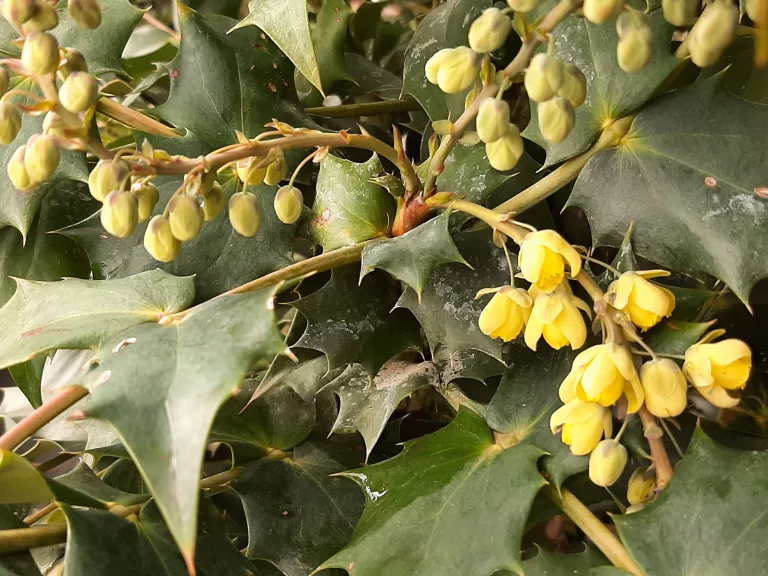 Osmanthus heterophyllus