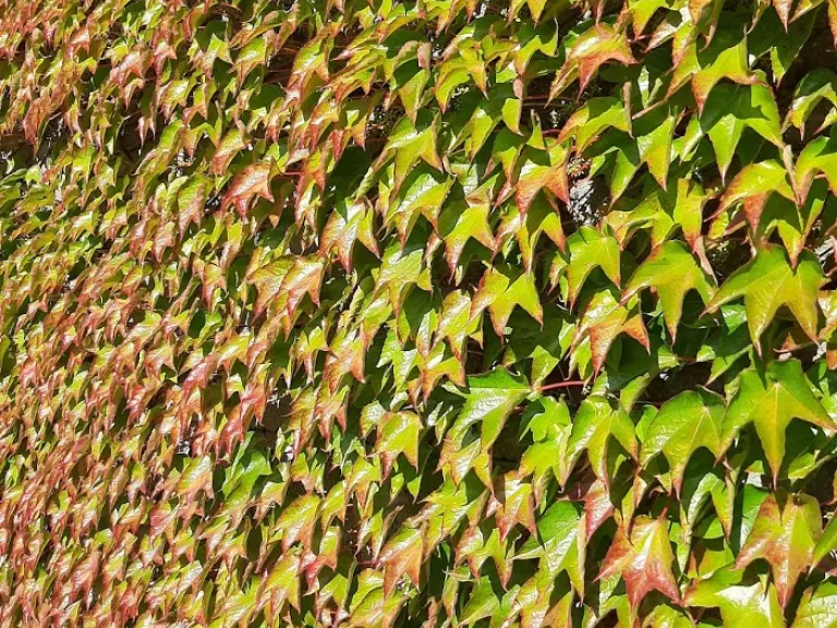 Parthenocissus quinquefolia