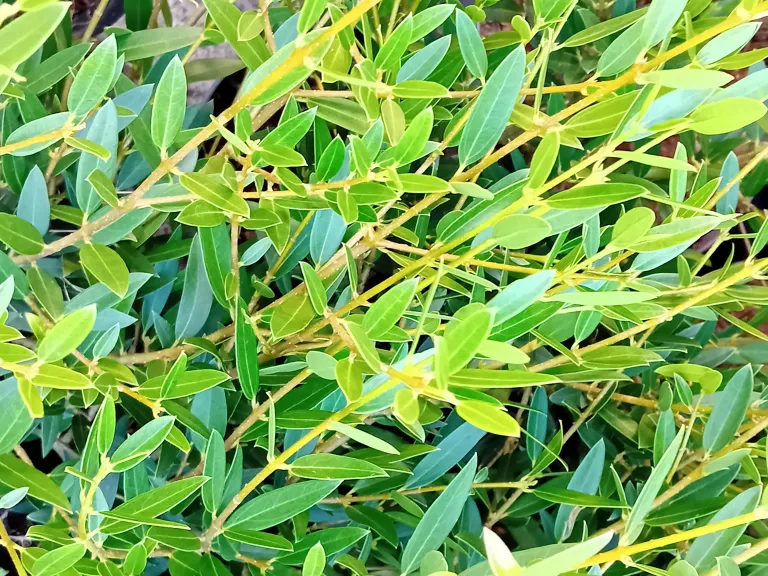 Phillyrea angustifolia