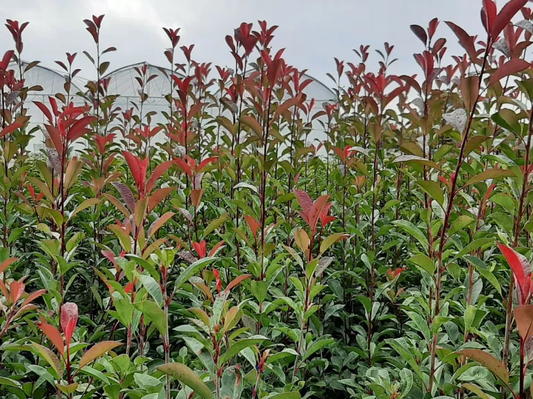 Photinia fr. 'Red Robin'