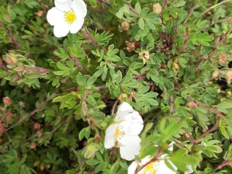 Potentilla frut. 'Abbotswood'
