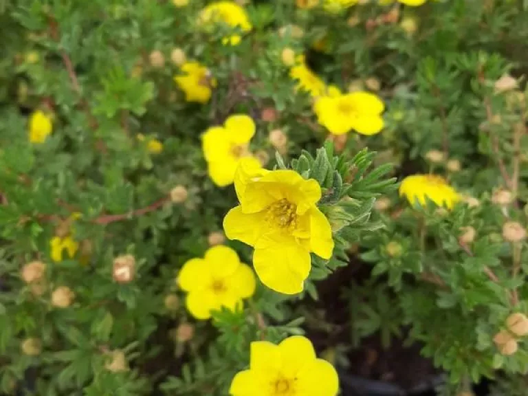Potentilla frut. 'Goldfinger'