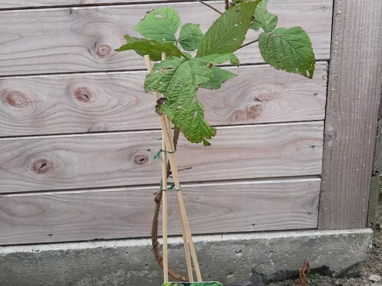 Rubus idaeus 'Malling Promise'