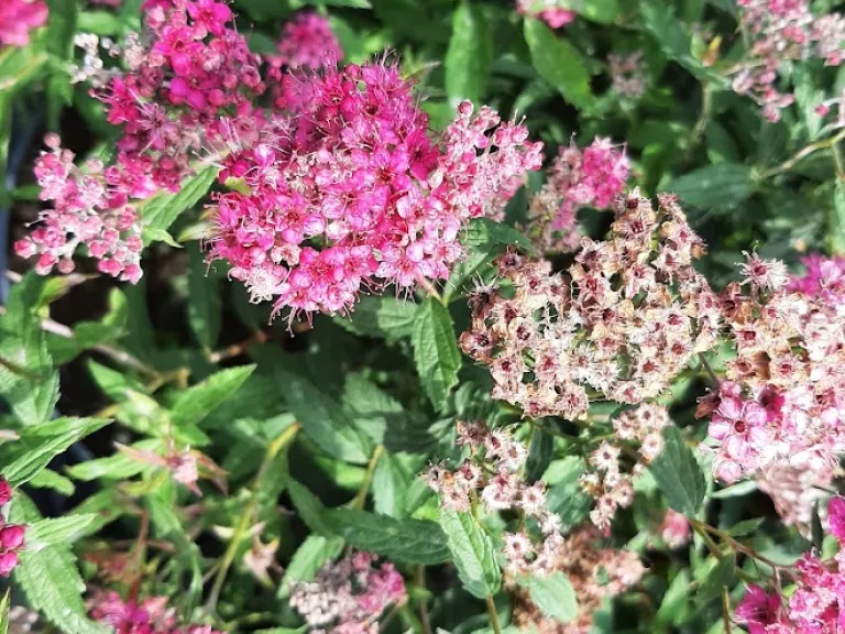 Spirea japonica. 'Anthony Waterer'
