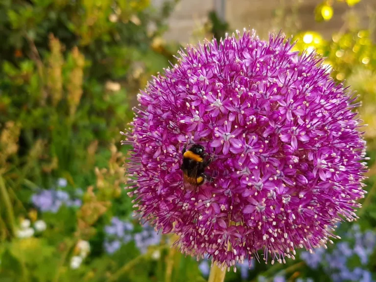 Allium  'Gladiator'