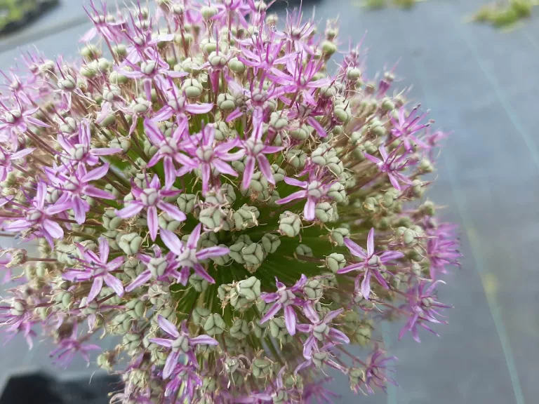 Allium 'Ambassador' ® (25 stuks)