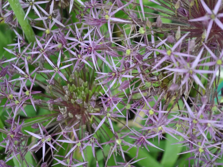 Allium christophii (50 stuks)