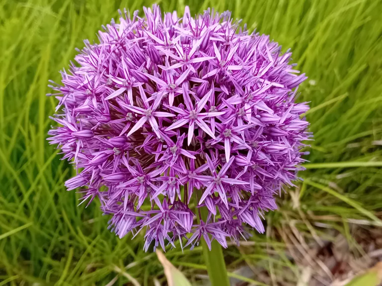Allium 'Globemaster' P12