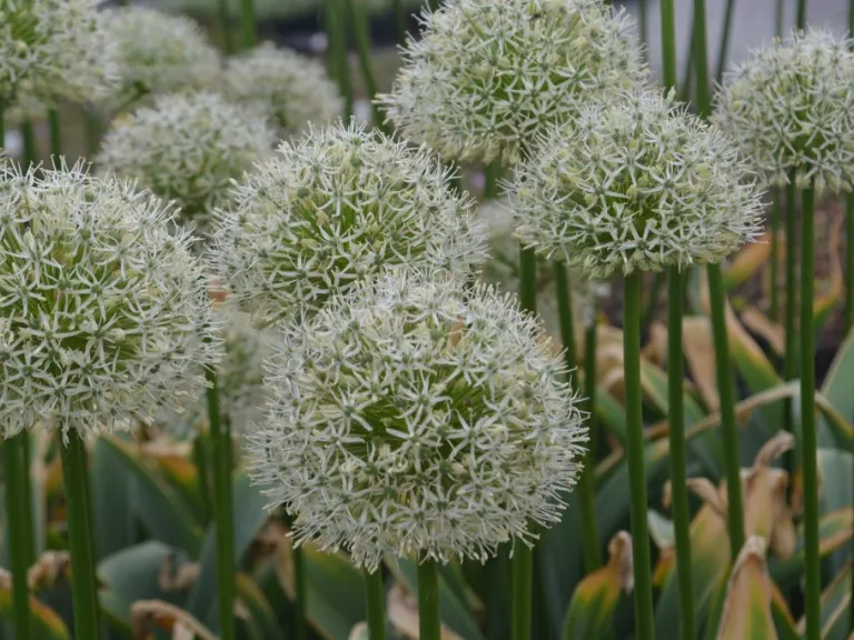 Allium 'Mount Everest'