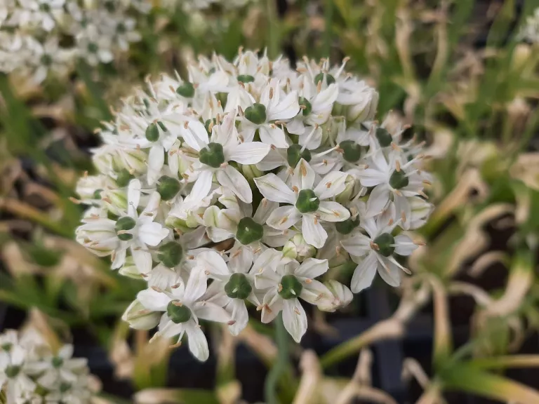 Allium nigrum
