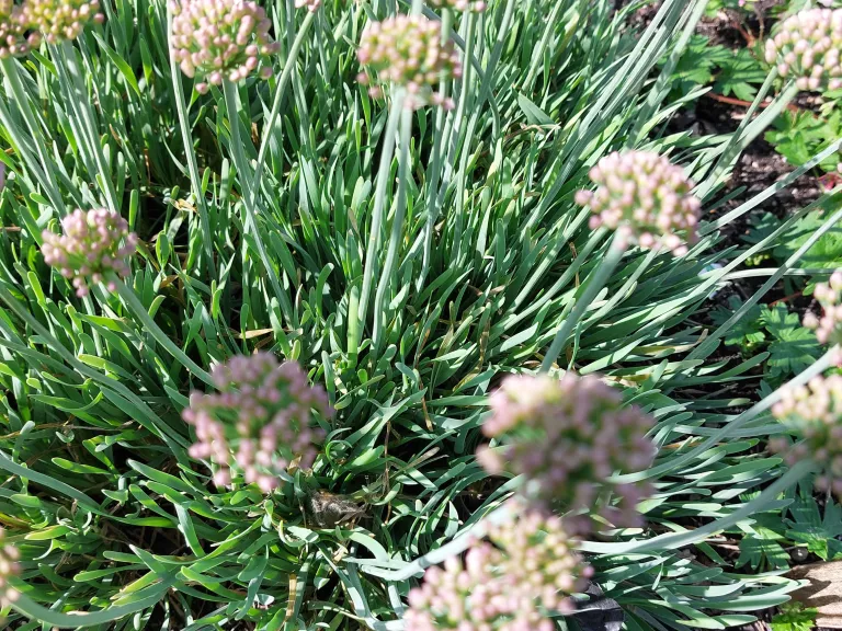 Allium senescens 'Glaucum'