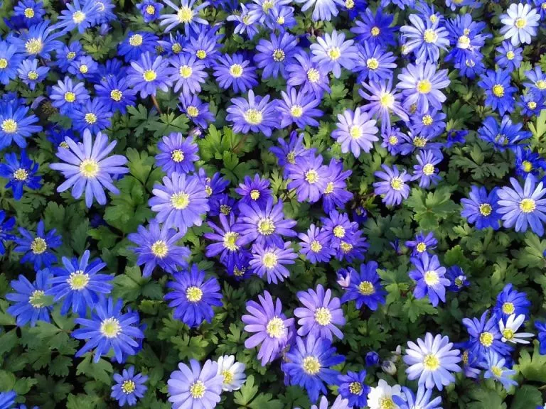 Anemone blanda 'Blue Shades'