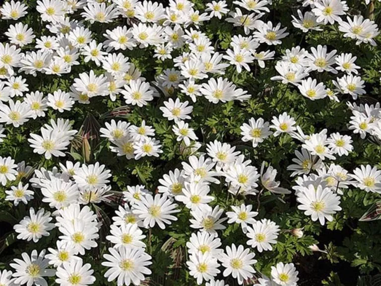 Anemone blanda 'White Splendour'